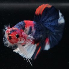 画像5: HMPK　キャンディ (5)