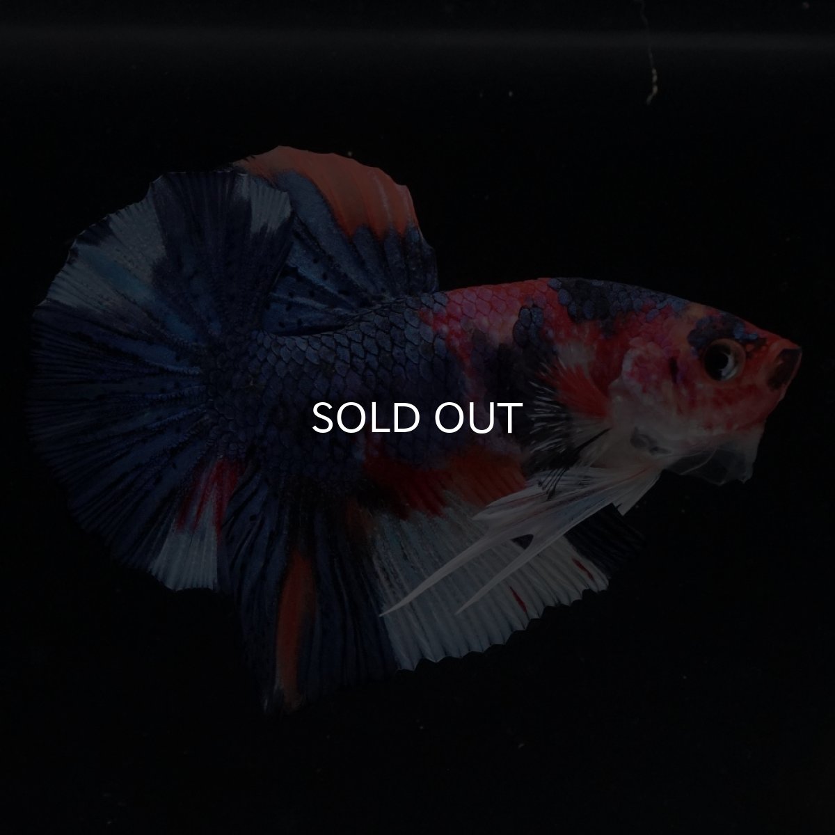 画像4: HMPK　キャンディ (4)