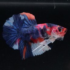 画像4: HMPK　キャンディ (4)