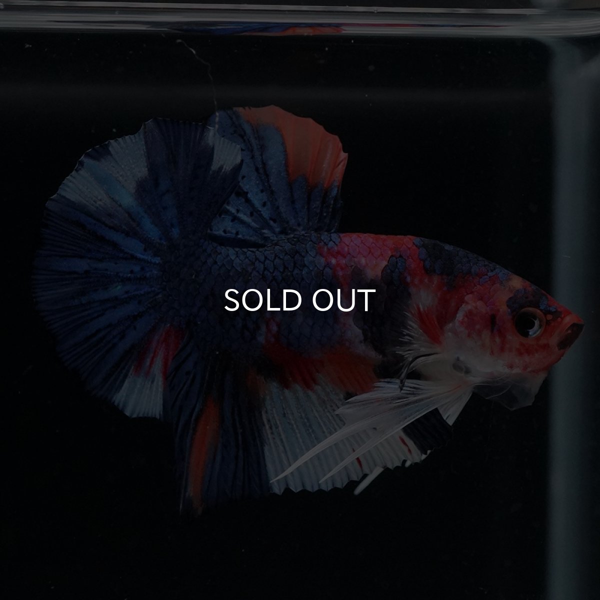 画像3: HMPK　キャンディ (3)