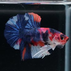 画像3: HMPK　キャンディ (3)