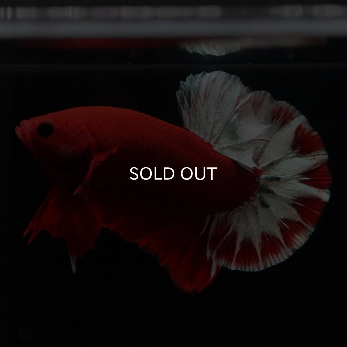 画像22: HMPK　ヘルボーイ (22)