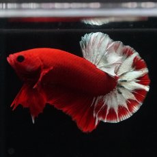 画像22: HMPK　ヘルボーイ (22)