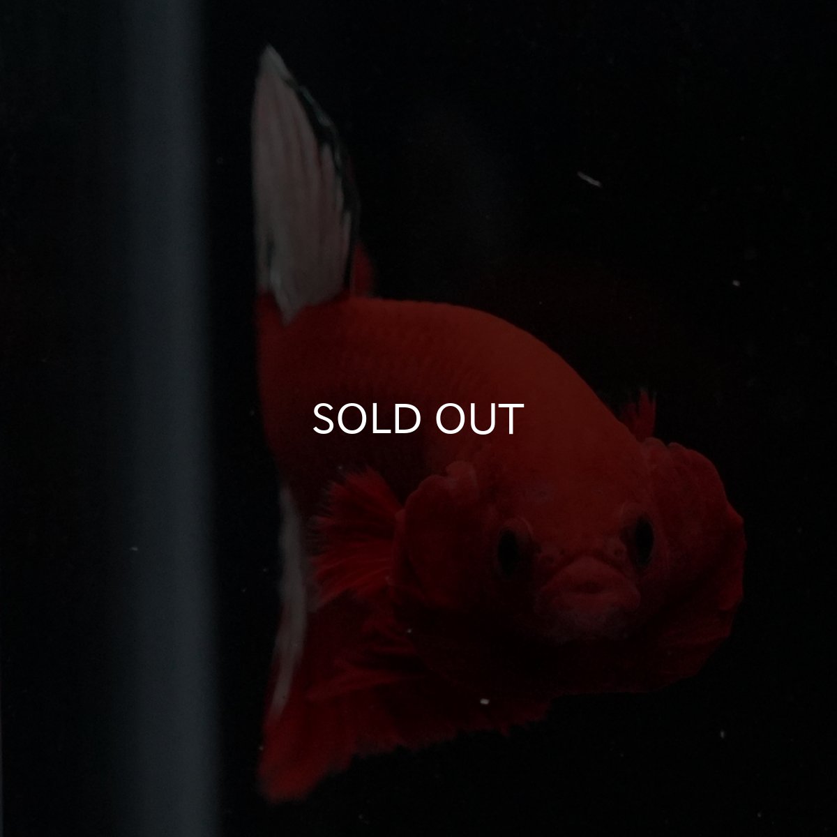 画像21: HMPK　ヘルボーイ (21)