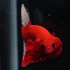 画像21: HMPK　ヘルボーイ (21)