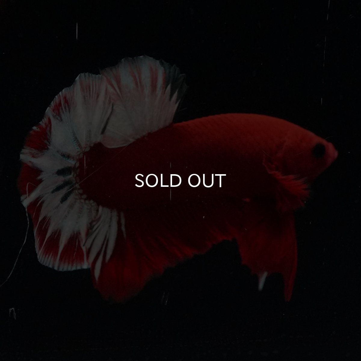 画像20: HMPK　ヘルボーイ (20)