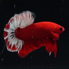 画像20: HMPK　ヘルボーイ (20)