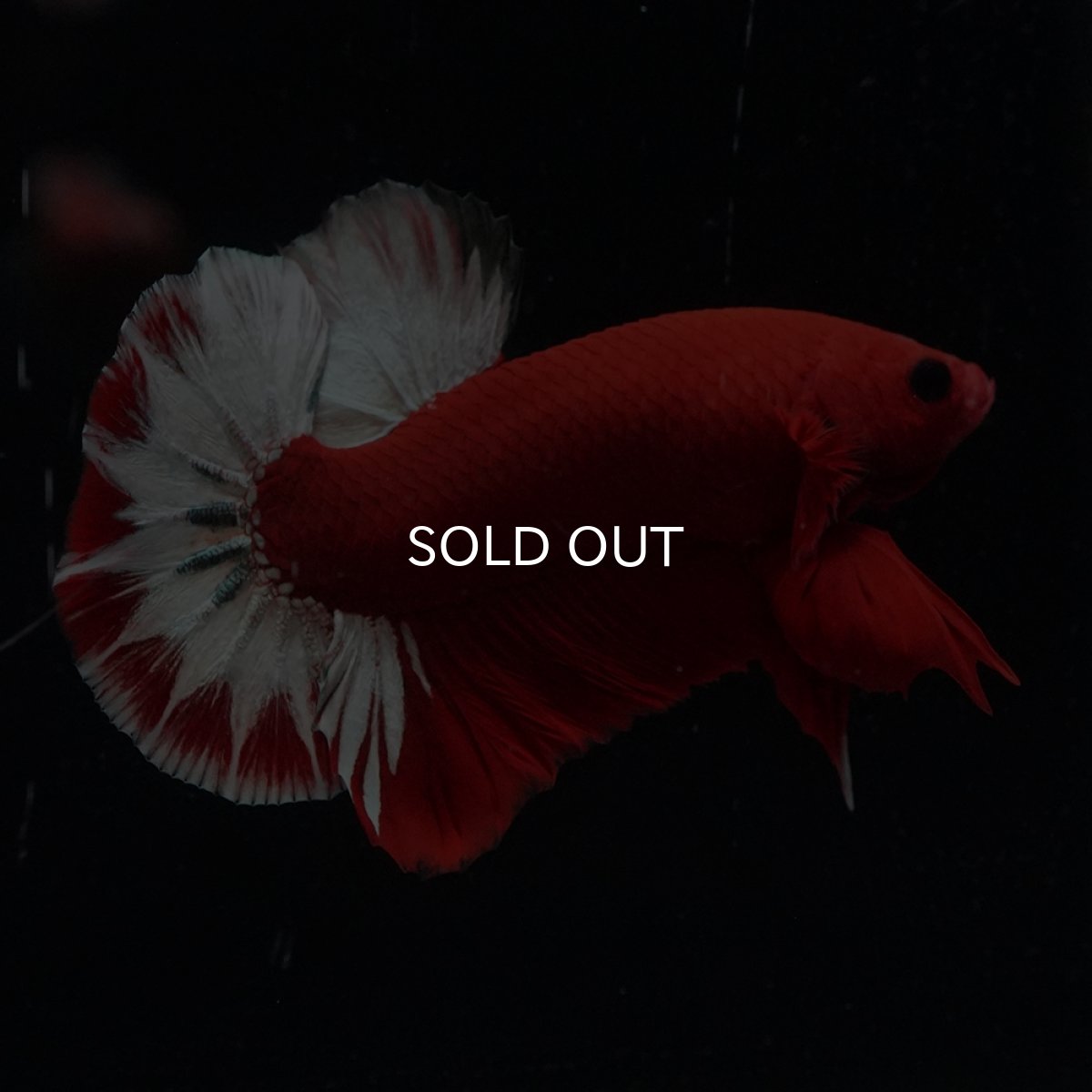 画像19: HMPK　ヘルボーイ (19)