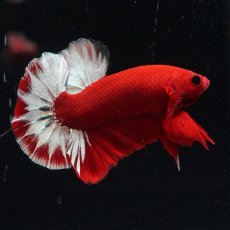 画像19: HMPK　ヘルボーイ (19)