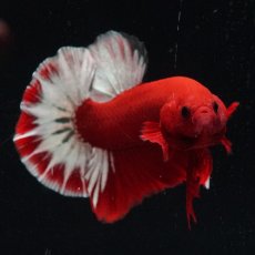 画像18: HMPK　ヘルボーイ (18)