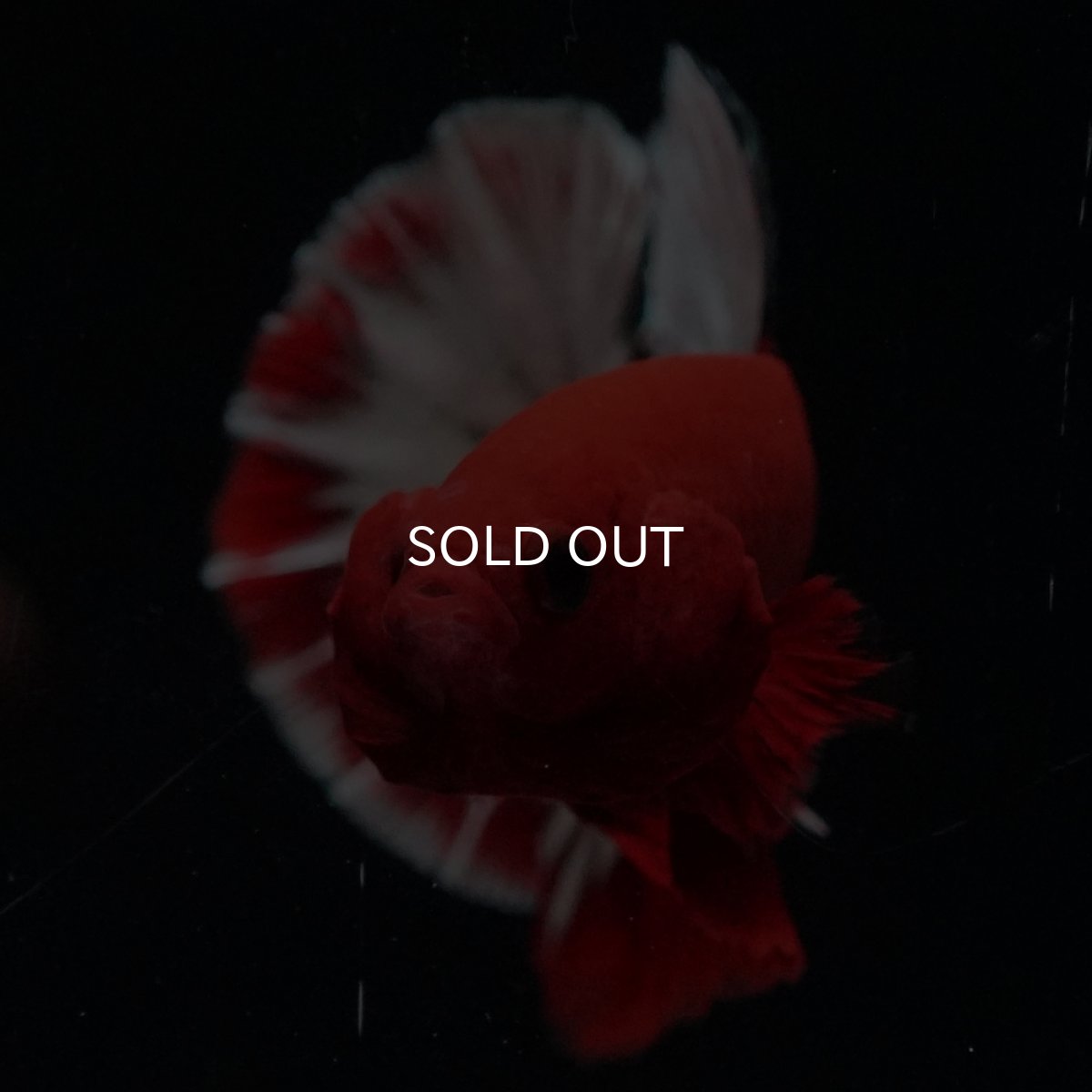 画像17: HMPK　ヘルボーイ (17)