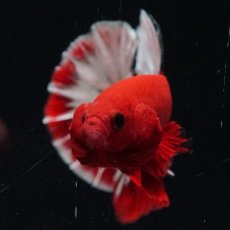 画像17: HMPK　ヘルボーイ (17)