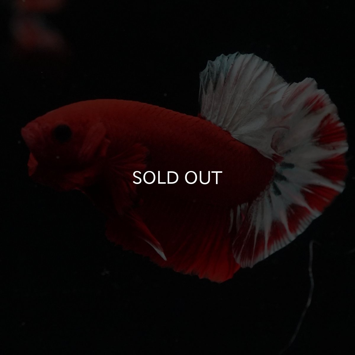 画像16: HMPK　ヘルボーイ (16)