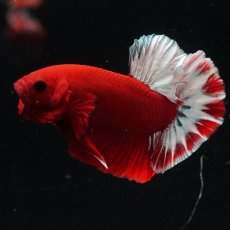 画像16: HMPK　ヘルボーイ (16)