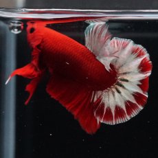 画像15: HMPK　ヘルボーイ (15)