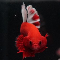 画像6: HMPK　ヘルボーイ (6)