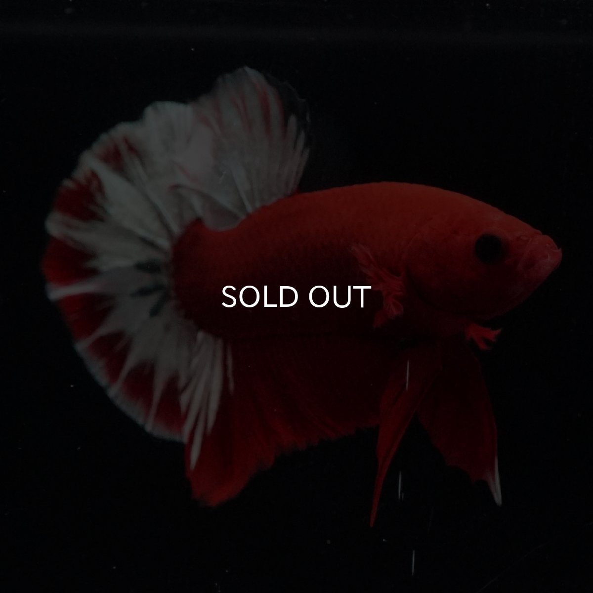 画像14: HMPK　ヘルボーイ (14)