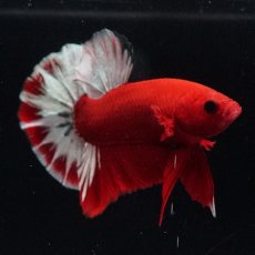 画像14: HMPK　ヘルボーイ (14)