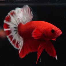 画像4: HMPK　ヘルボーイ (4)