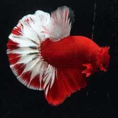 画像2: HMPK　ヘルボーイ (2)