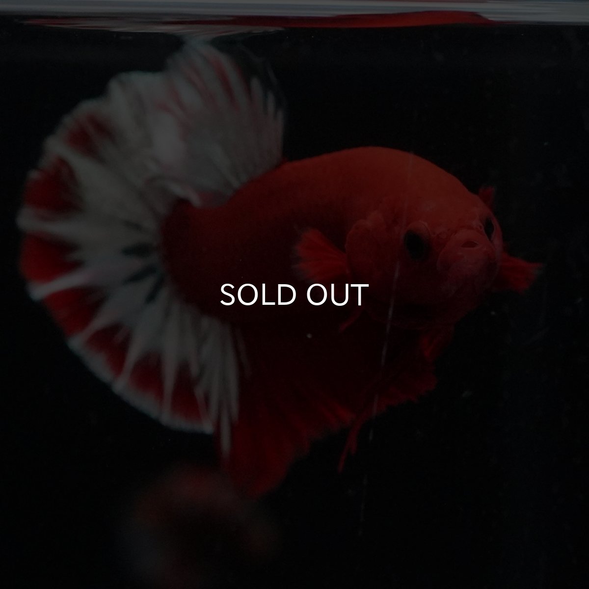 画像13: HMPK　ヘルボーイ (13)