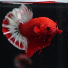 画像13: HMPK　ヘルボーイ (13)