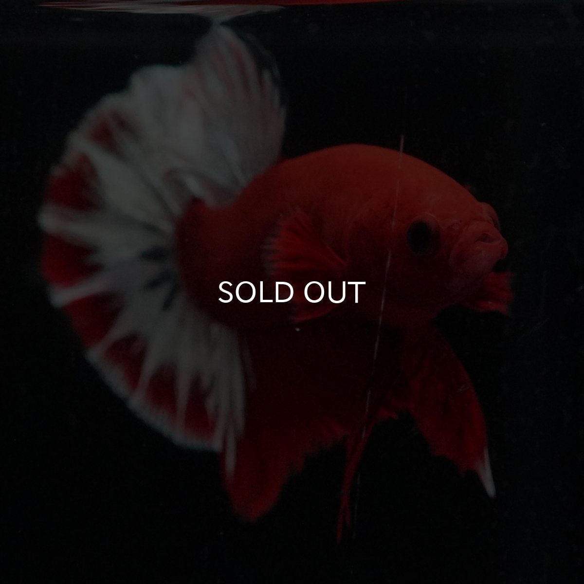 画像12: HMPK　ヘルボーイ (12)