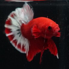 画像12: HMPK　ヘルボーイ (12)