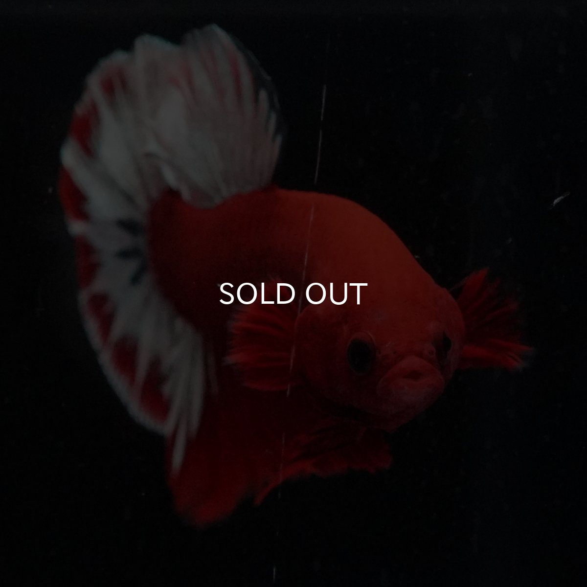 画像3: HMPK　ヘルボーイ (3)