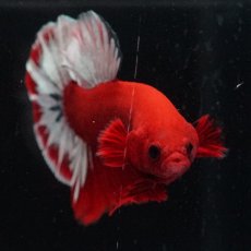 画像3: HMPK　ヘルボーイ (3)