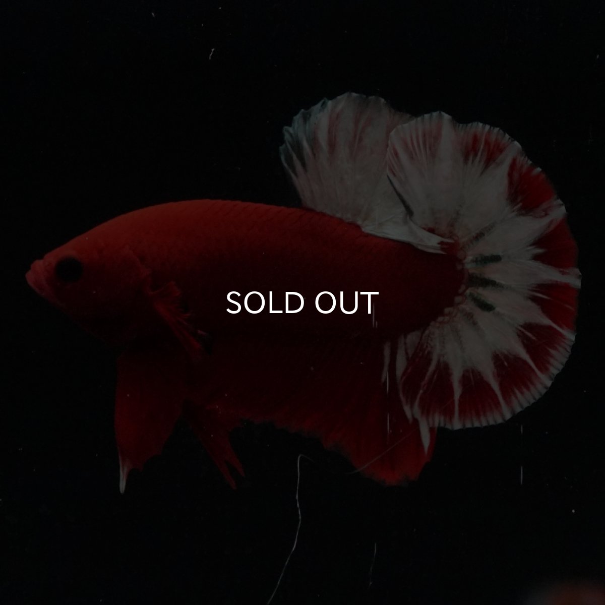 画像11: HMPK　ヘルボーイ (11)