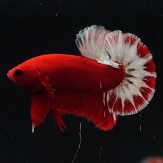 画像11: HMPK　ヘルボーイ (11)