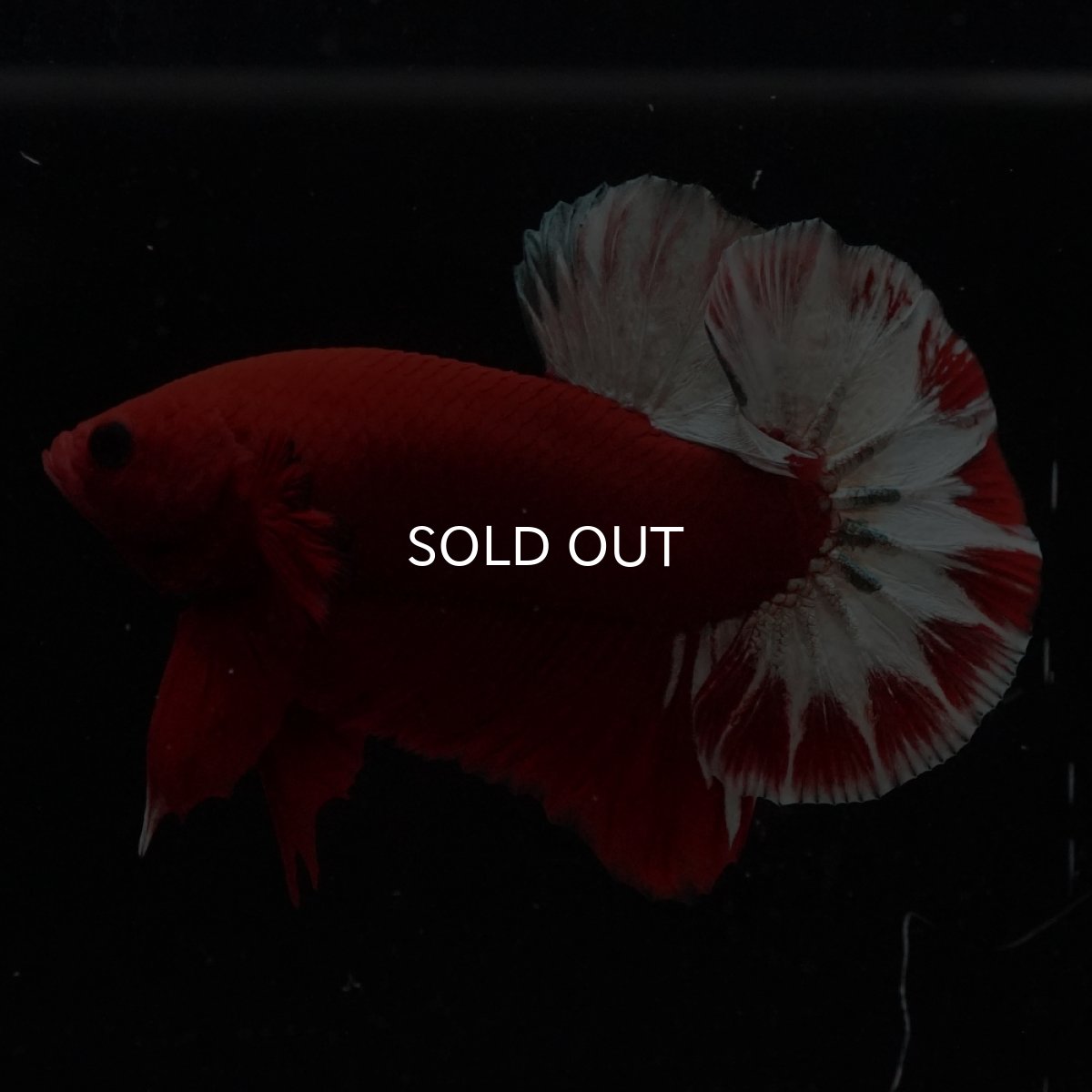 画像10: HMPK　ヘルボーイ (10)