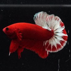 画像10: HMPK　ヘルボーイ (10)