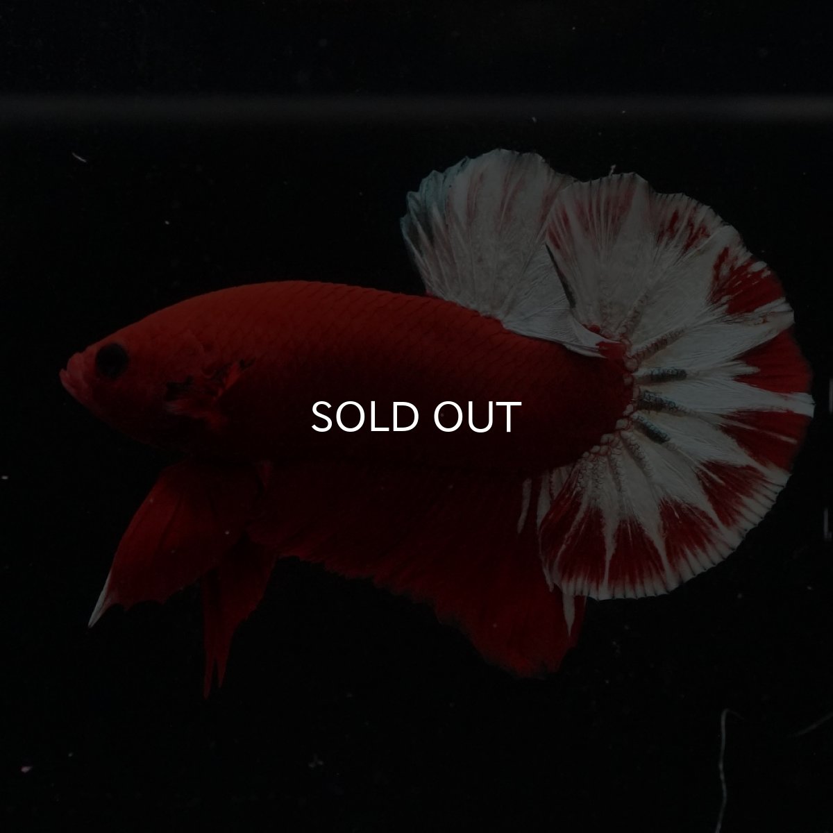 画像9: HMPK　ヘルボーイ (9)