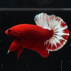 画像9: HMPK　ヘルボーイ (9)