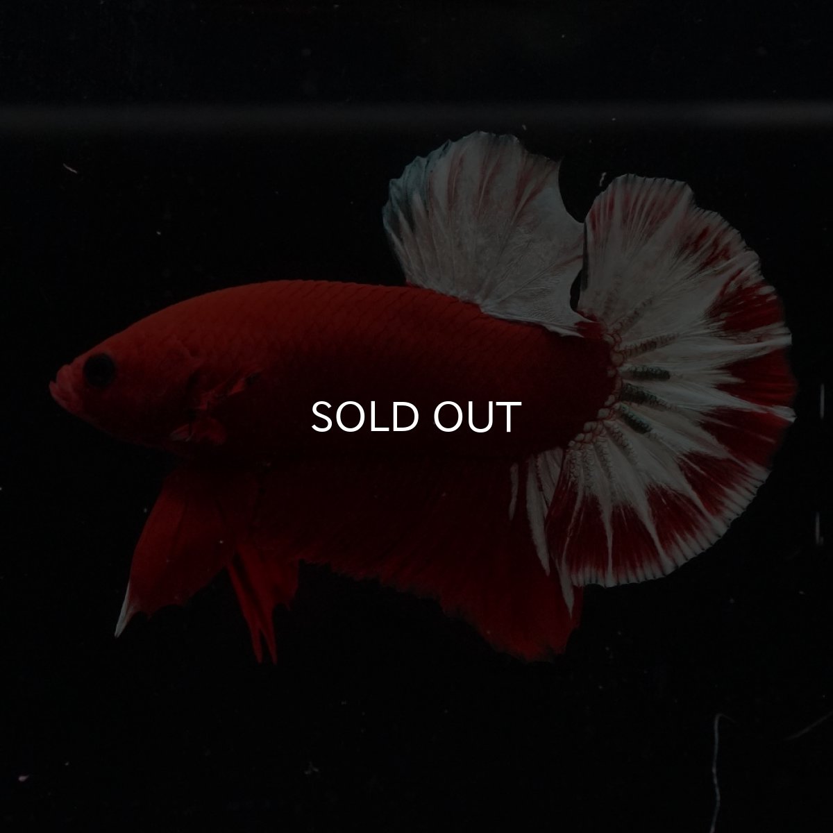 画像8: HMPK　ヘルボーイ (8)