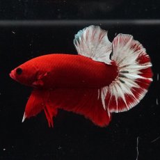 画像8: HMPK　ヘルボーイ (8)