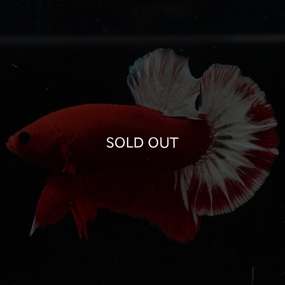 画像7: HMPK　ヘルボーイ (7)