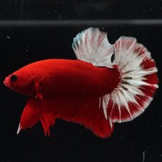 画像7: HMPK　ヘルボーイ (7)