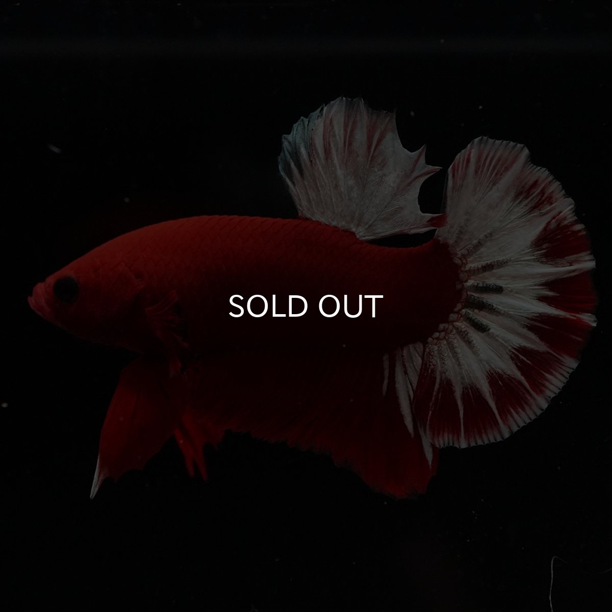 画像5: HMPK　ヘルボーイ (5)