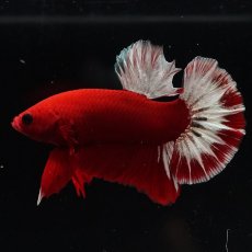 画像5: HMPK　ヘルボーイ (5)