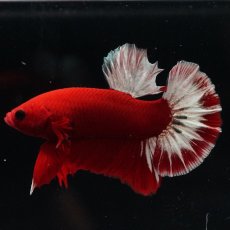 画像1: HMPK　ヘルボーイ (1)