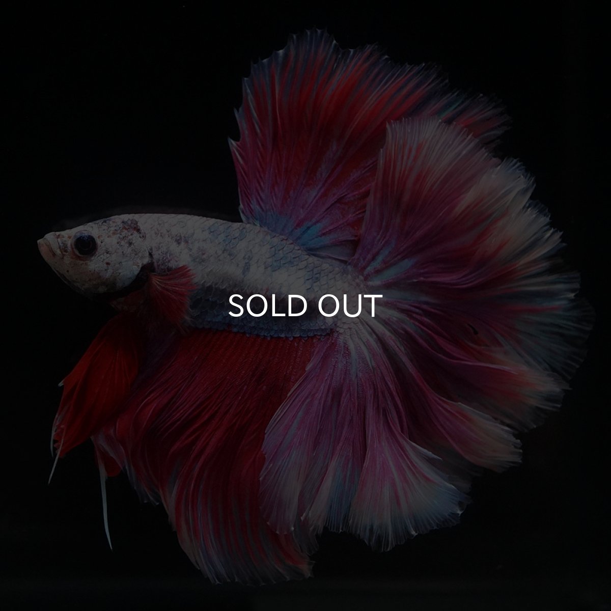 画像6: HM　ファンシーローズテール (6)