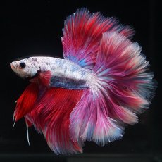 画像6: HM　ファンシーローズテール (6)