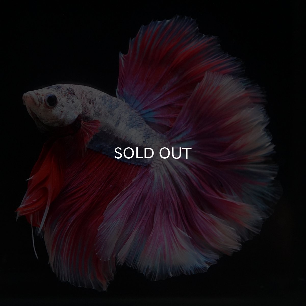 画像5: HM　ファンシーローズテール (5)