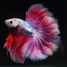 画像5: HM　ファンシーローズテール (5)