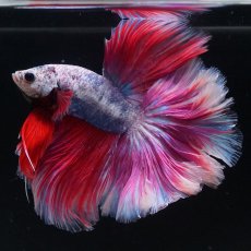 画像1: HM　ファンシーローズテール (1)