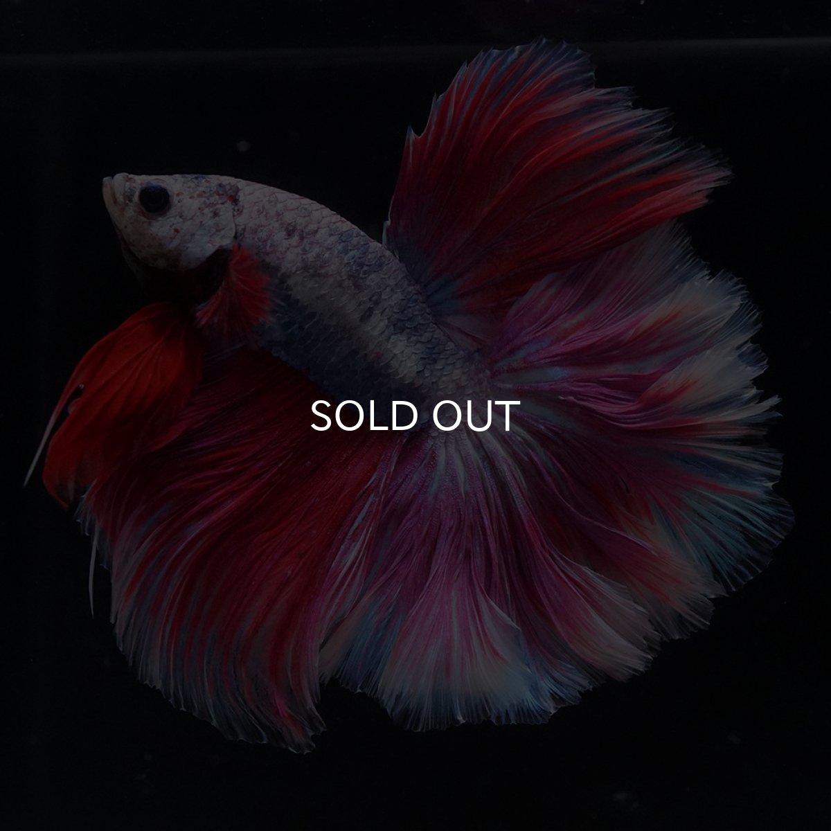 画像4: HM　ファンシーローズテール (4)