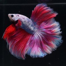 画像4: HM　ファンシーローズテール (4)